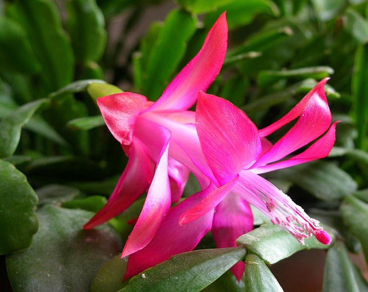 Schlumbergera truncata (pianta coltivata)